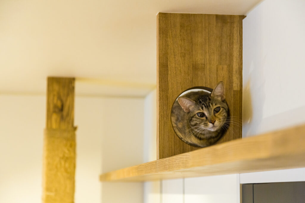リノベで猫も快適・満足な家が完成